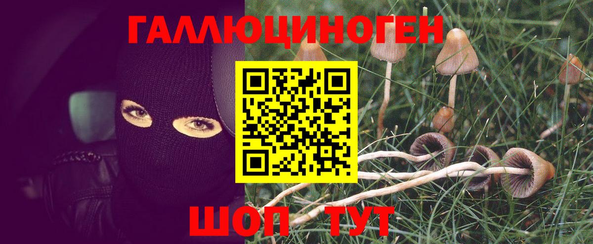 Галлюциногенные грибы мицелий  Вход с VPN  Выборг  Псилоцибиновые грибы Psilocybe 